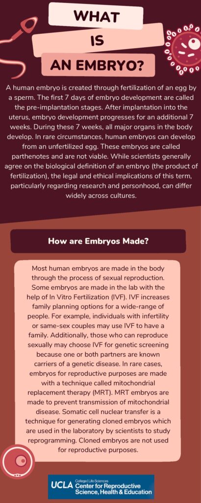 thumbnail of Embryo Fact Sheet by Isabel Angres