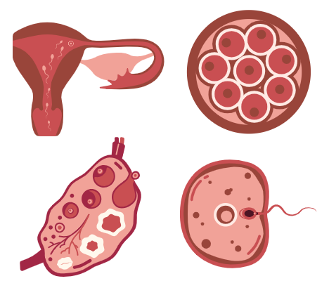 thumbnail of Embryo Fact Sheet by Isabel Angres