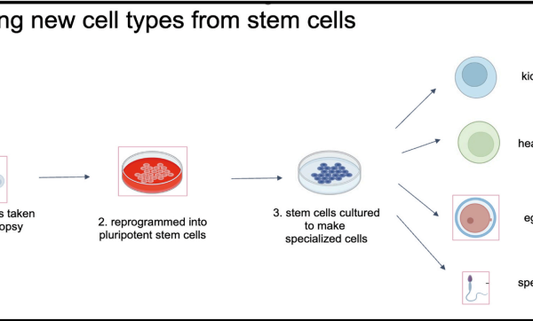 New paper on in vitro gametogenesis and surplus embryos by CRSHE Co-Director and colleagues